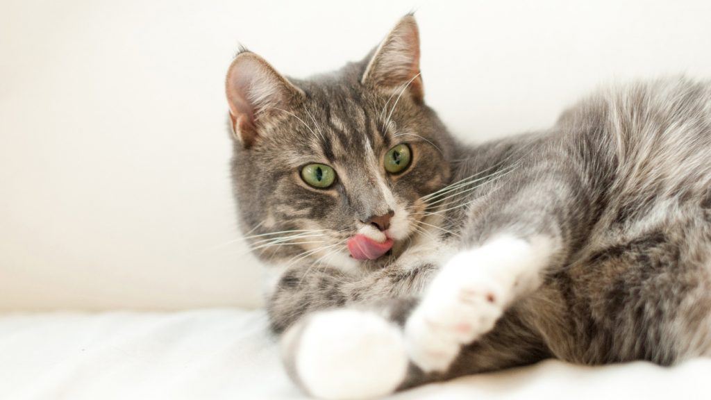 How Your Cat’s Diet Affects their Urinary Health | Dr. Joanna Woodnutt