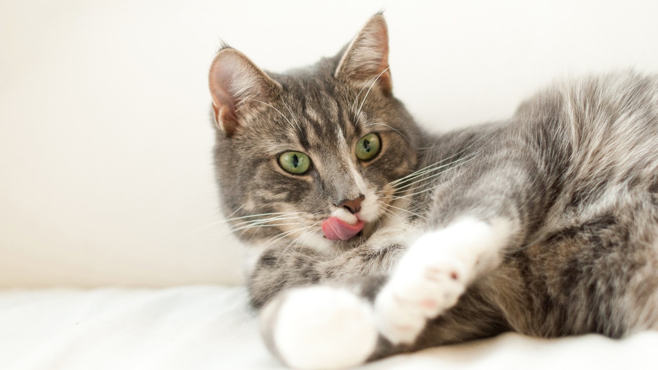 Cat Diet Food Urinary Health