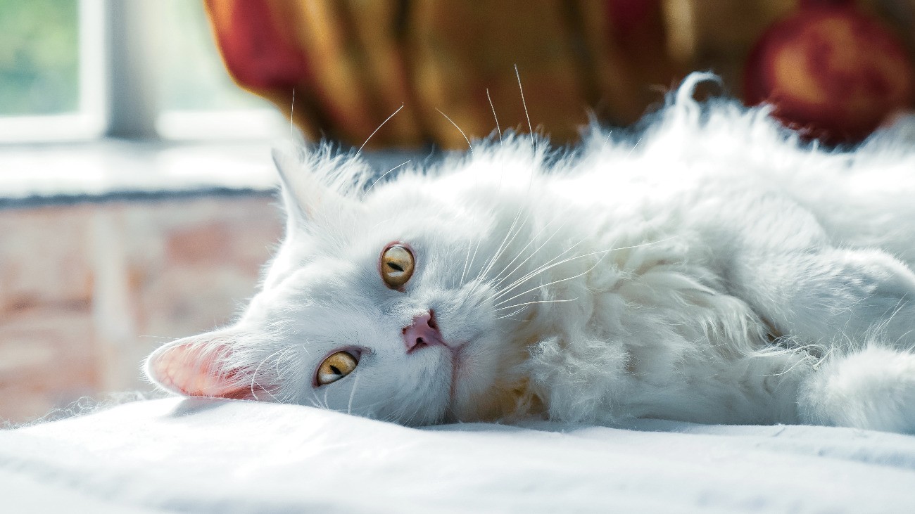 Cat Probiotic Explained