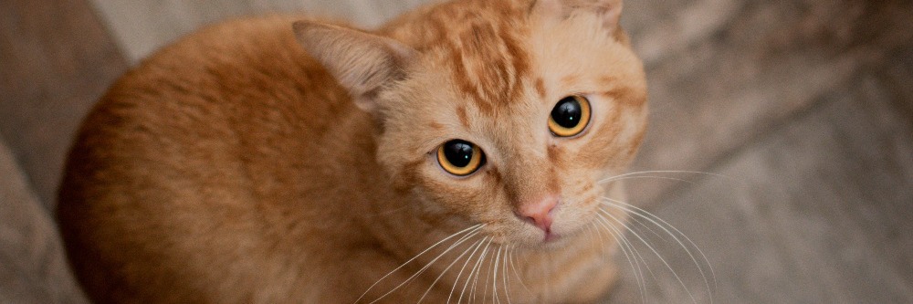 Litter Box Odor