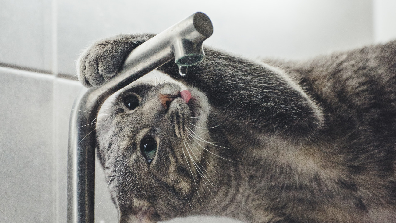 Dehydration In Cats