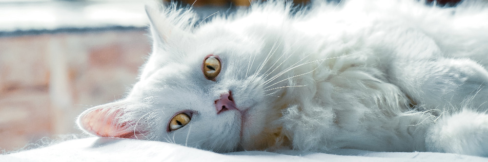 cat laboured breathing not eating