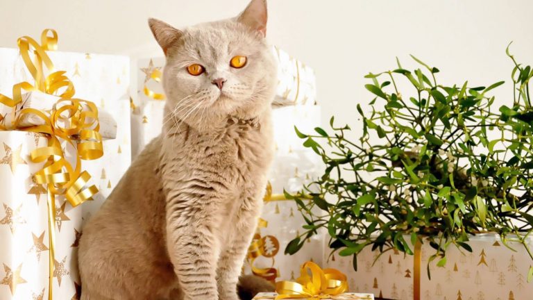 8 Best Christmas Gifts for Cat Lovers 2022 | Unique Gift Ideas